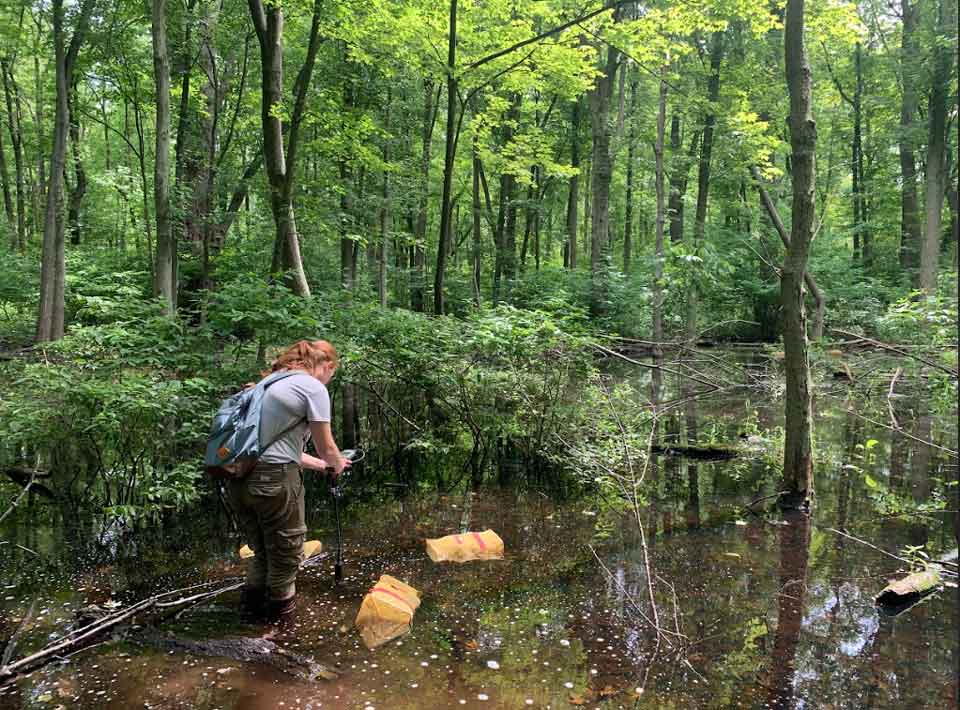 Sara Miller uses a water quality probe, with nearby nets used to trap tadpoles and salamander larvae.
