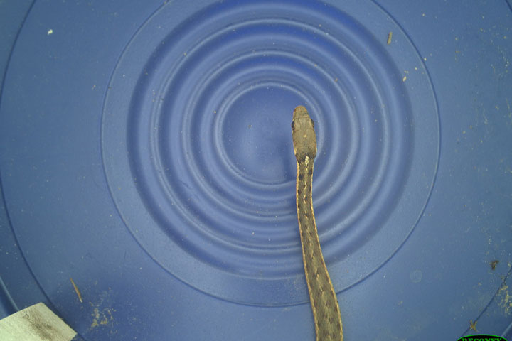 A rattlesnake tunnels through a bucket.