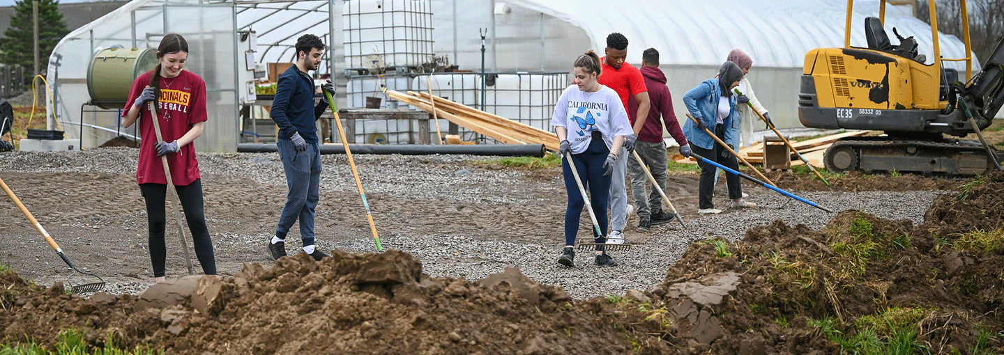 A group of students work together with rakes.